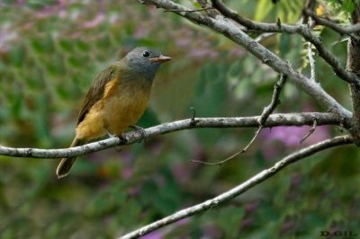 ABRE ASA DE CABECA CINZA (Mionectes rufiventris)